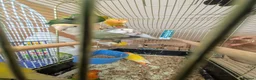 Lovebirds birds for sale: Baby Love Birds🦜 in Flint - Advert 13