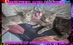 Mixed Breed cats for sale: Silver Bengal X Grey Tabby Kittens For Sale - Image 3