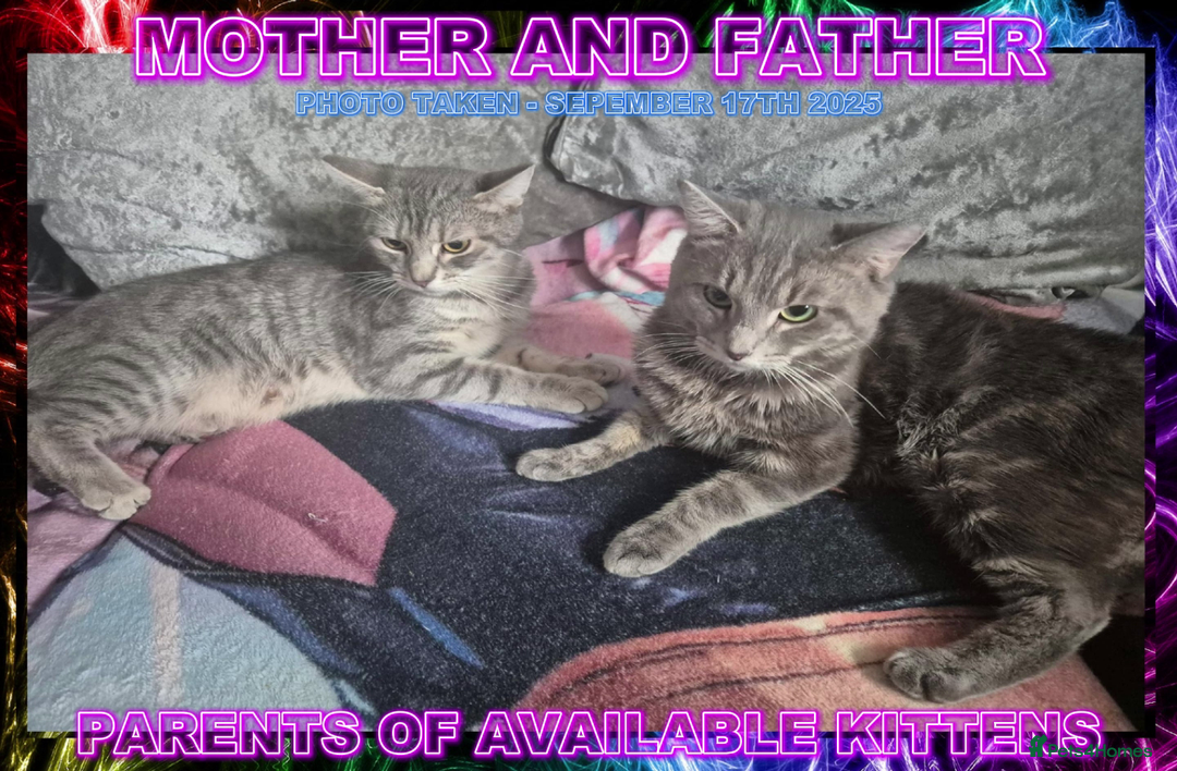 Mixed Breed cats for sale: Silver Bengal X Grey Tabby Kittens For Sale - Image 3
