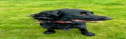 Cocker Spaniel dogs for sale: Loving home wanted for 8 month male cocker spaniel - Advert 3