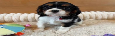 Red collar Tri boy