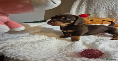 Miniature Dachshund dogs - Advert 6