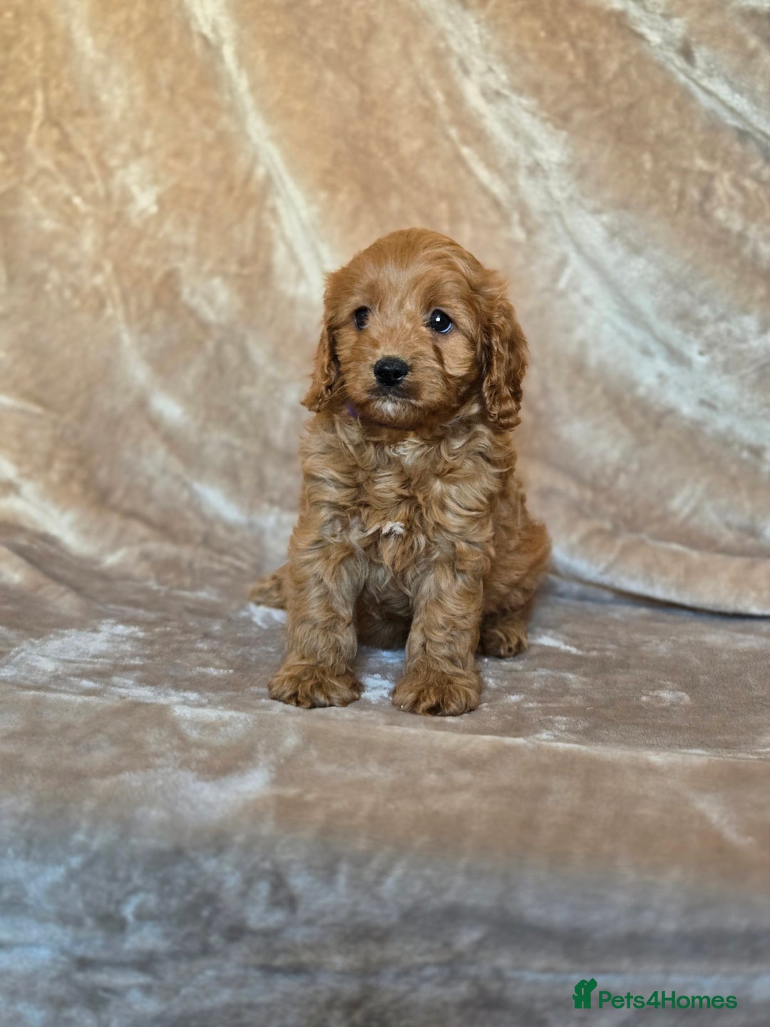 Cavapoo dogs for sale: Gorgeous Fox Red Cavapoo health tested parents  - Image 20