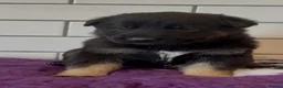 German Shepherd dogs for sale: Fully health tested German shepherd Puppies. - Advert 5