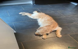 Labradoodle dogs for sale: 🌟 Beautiful Darcy — Yellow Labradoodle 🌟 - Image 6