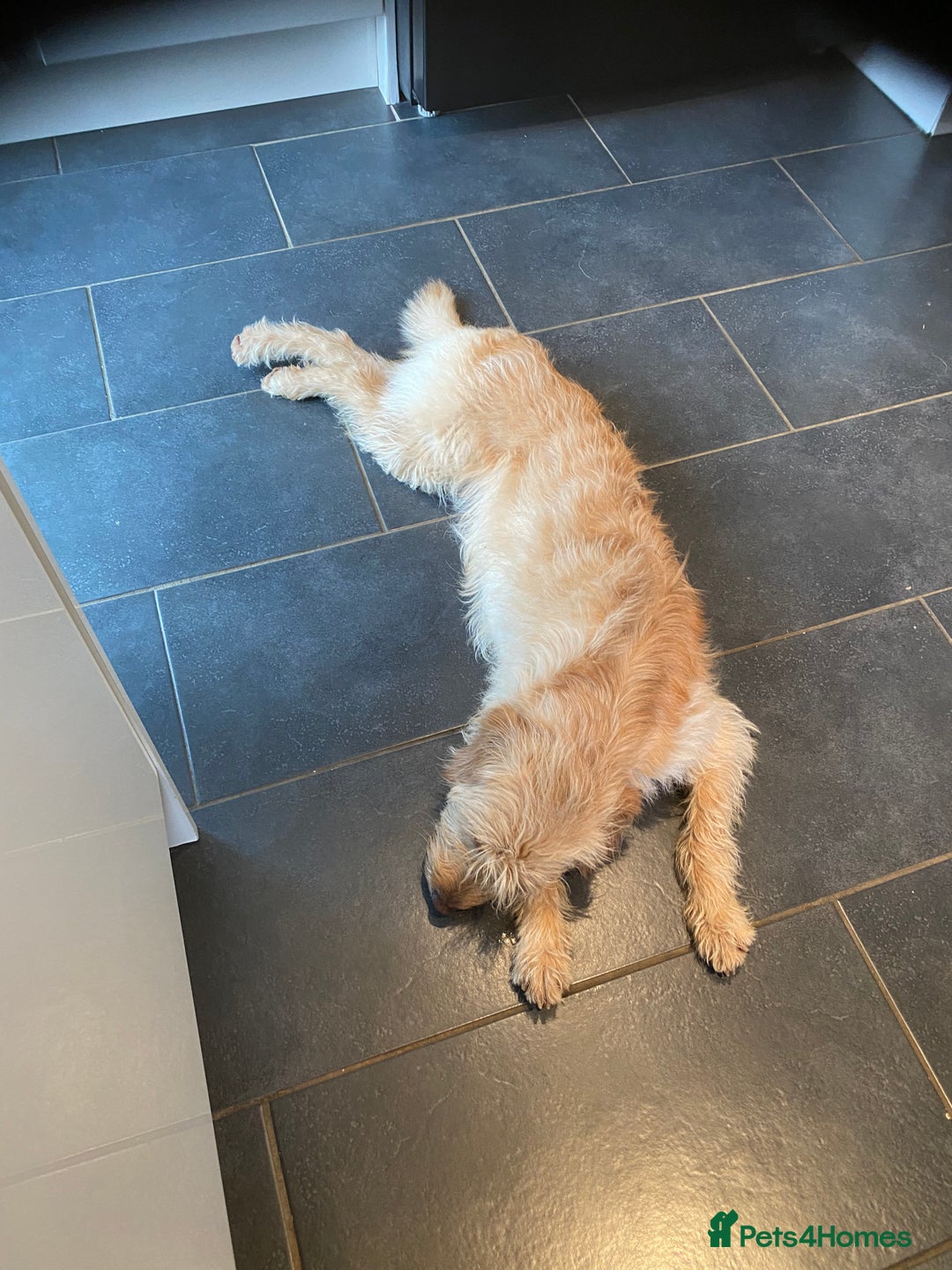 Labradoodle dogs for sale: 🌟 Beautiful Darcy — Yellow Labradoodle 🌟 - Image 6