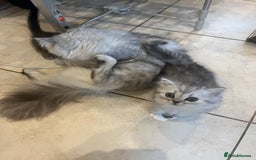 Persian cats for sale: Persian chinchilla x Bengal  - Image 8