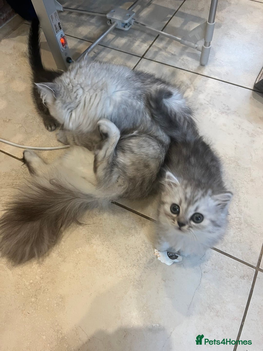 Persian cats for sale: Persian chinchilla x Bengal  - Image 8
