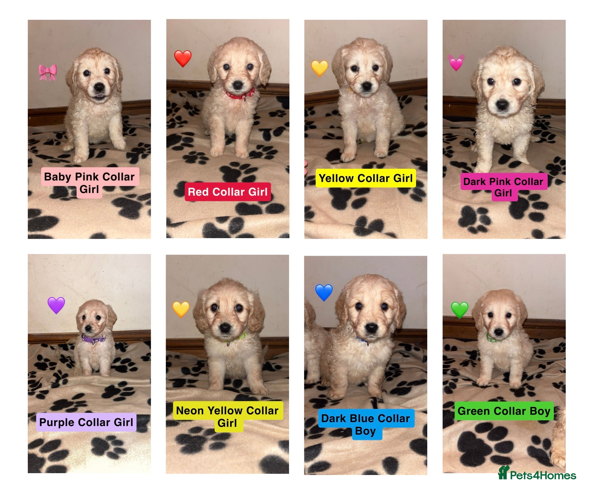 Mini Goldendoodle dogs 10 beautiful Miniature F1 GoldenDoodle puppies - Advert 1