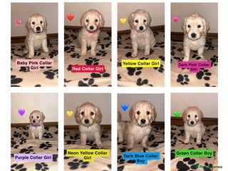 Mini Goldendoodle dogs 10 beautiful Miniature F1 GoldenDoodle puppies - Advert 5