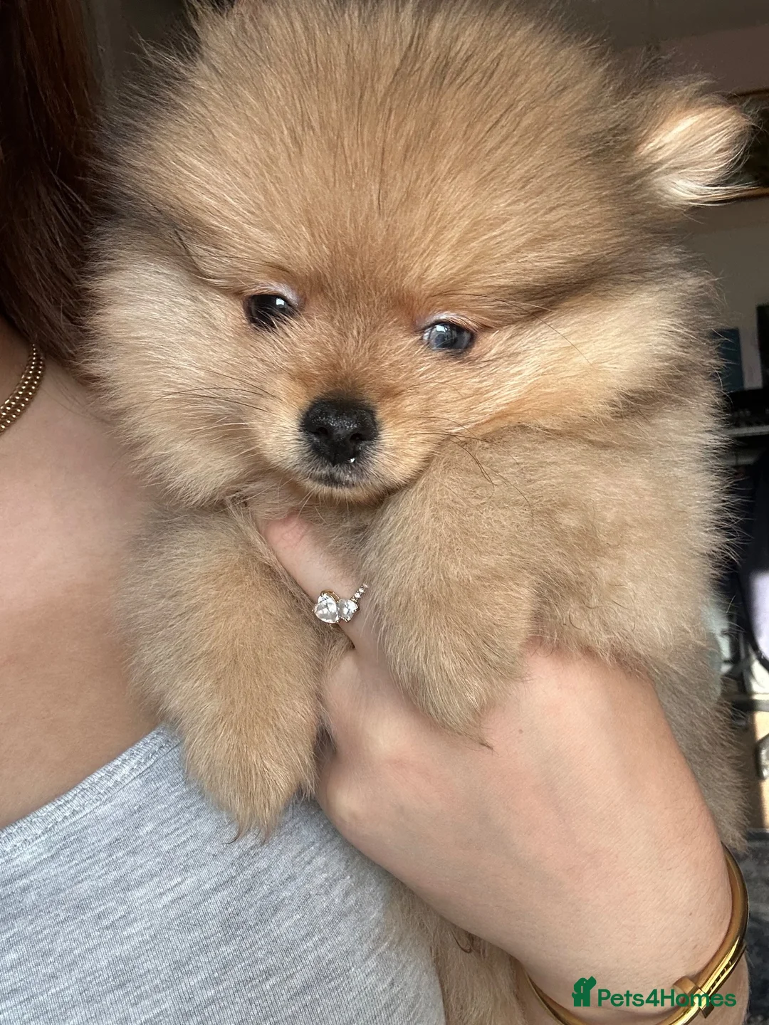 Pomeranian dogs for sale: Small pedigree boys left  - Advert 2