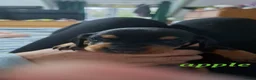 Miniature Dachshund dogs for sale: Miniature Dauchound puppies - Advert 5