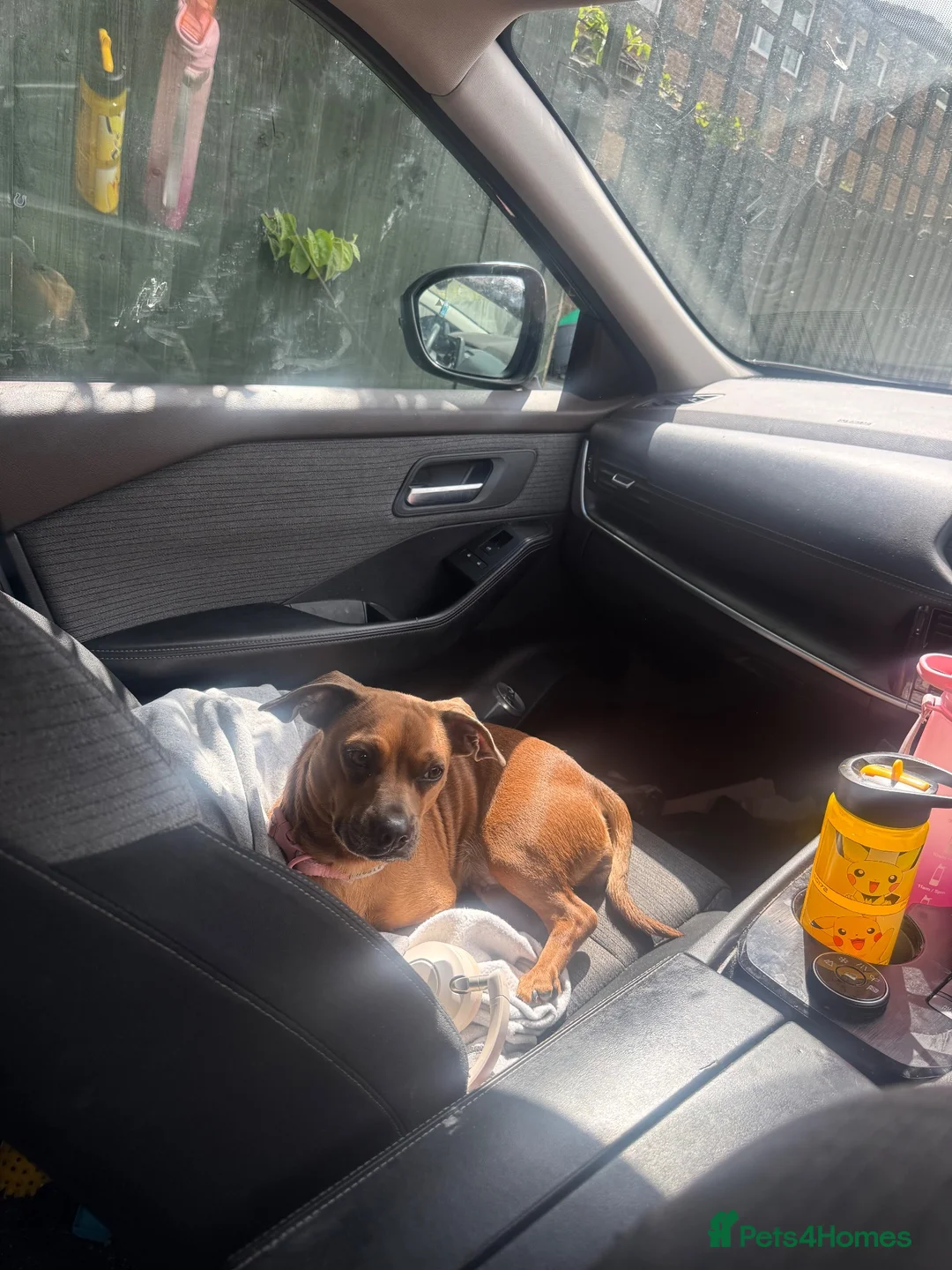 Mixed Breed dogs for sale: Beautiful girl desperately needing a loving home in Bexhill-on-Sea - Advert 4