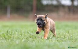 Belgian Shepherd Dog dogs for sale: KC Registered Belgian Malinios Pup. - Image 2