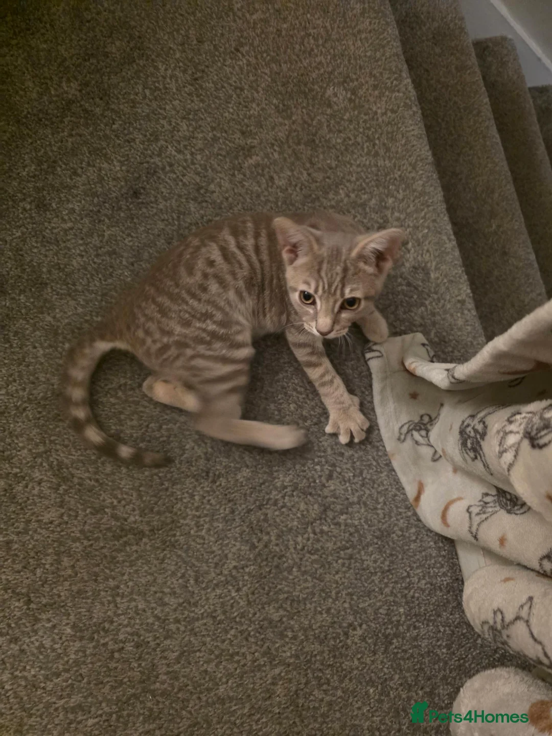 Mixed Breed cats for sale: Kitten for sale - Advert 2