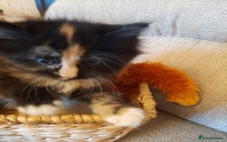 Maine Coon cats for sale: Maine Coon kittens  - Image 6
