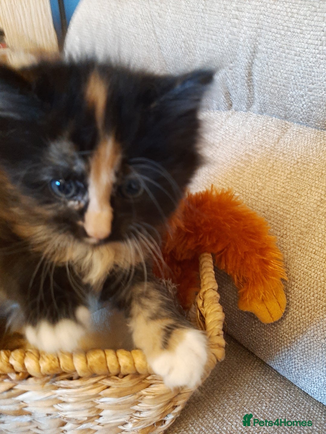 Maine Coon cats for sale: Maine Coon kittens  - Image 6