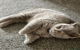 British Shorthair cats for sale: kittens for a new home Forever - Image 8