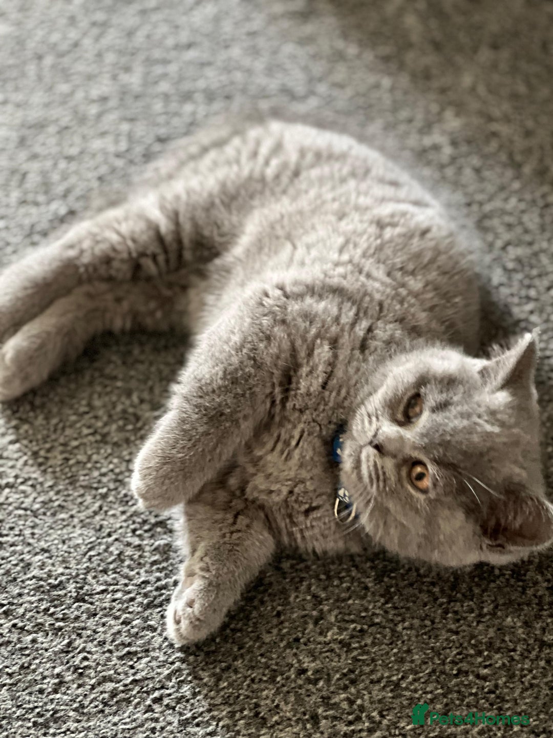 British Shorthair cats for sale: kittens for a new home Forever - Image 8