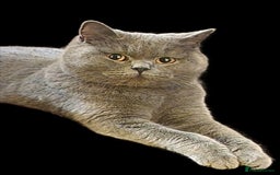 British Shorthair cats for sale: Gccf imperial champion pedigree british shorthair  - Image 4