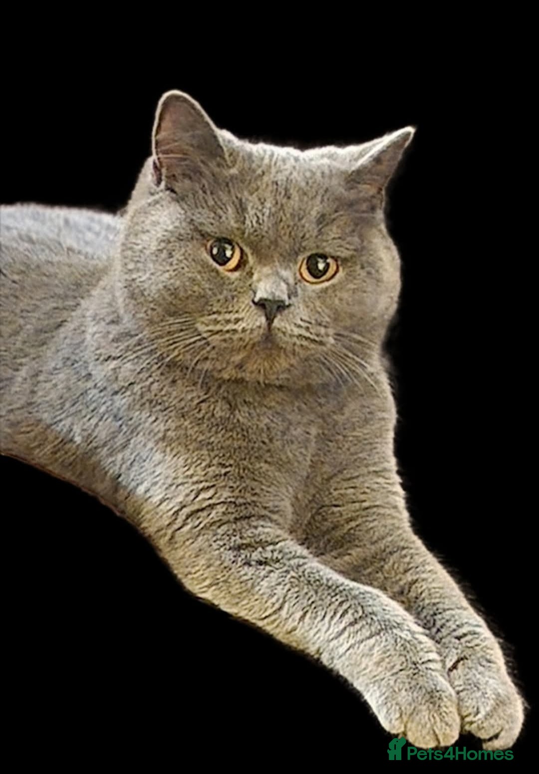 British Shorthair cats for sale: Gccf imperial champion pedigree british shorthair  - Image 4