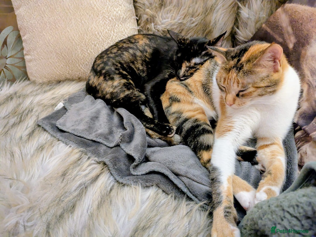 Mixed Breed cats for adoption: Bonded Sisters Lana and Reya 💕 - Image 13