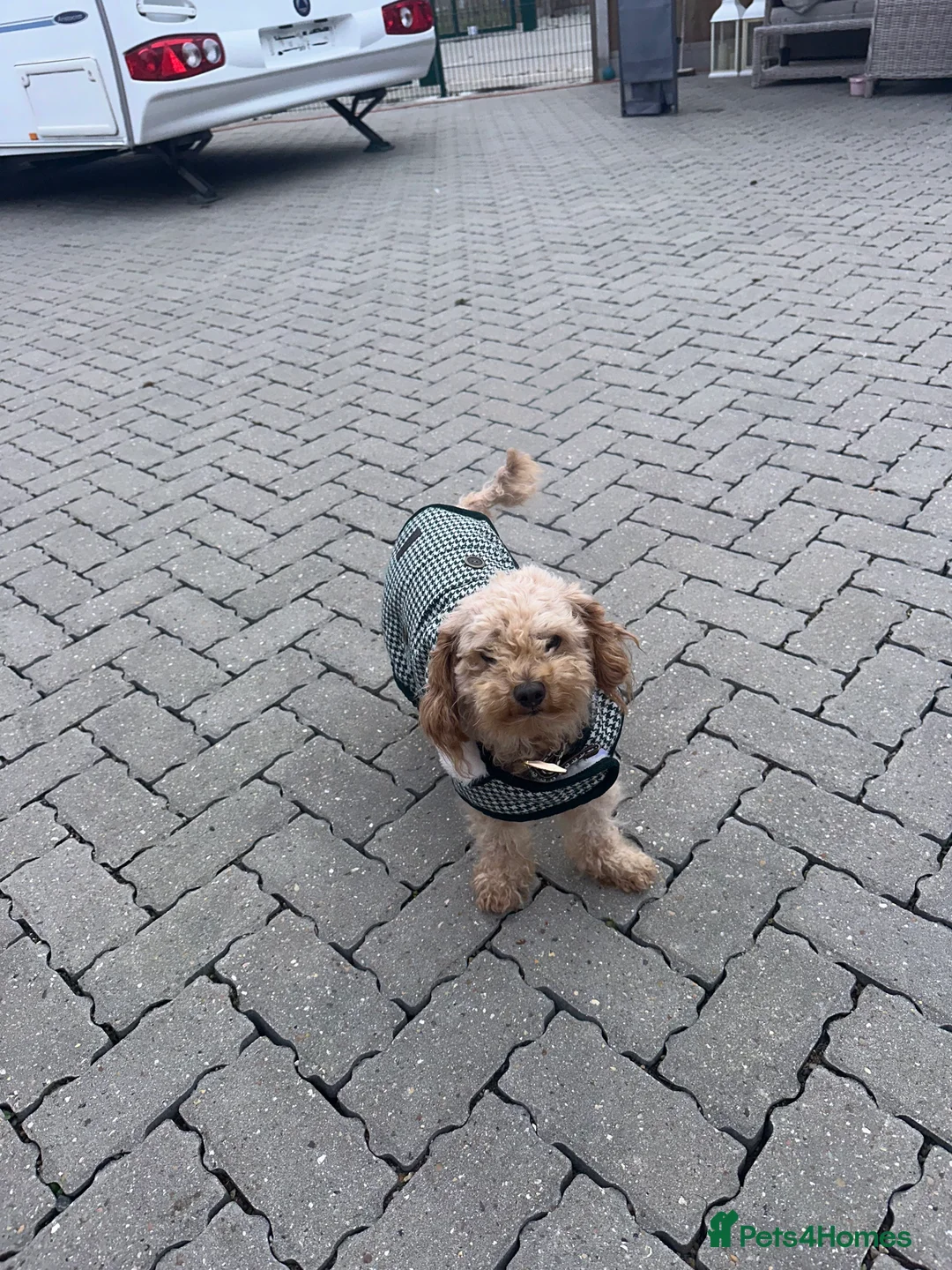 Cockapoo dogs for sale: Gorgeous F1 cockapoo puppies available to reserve  - Advert 10