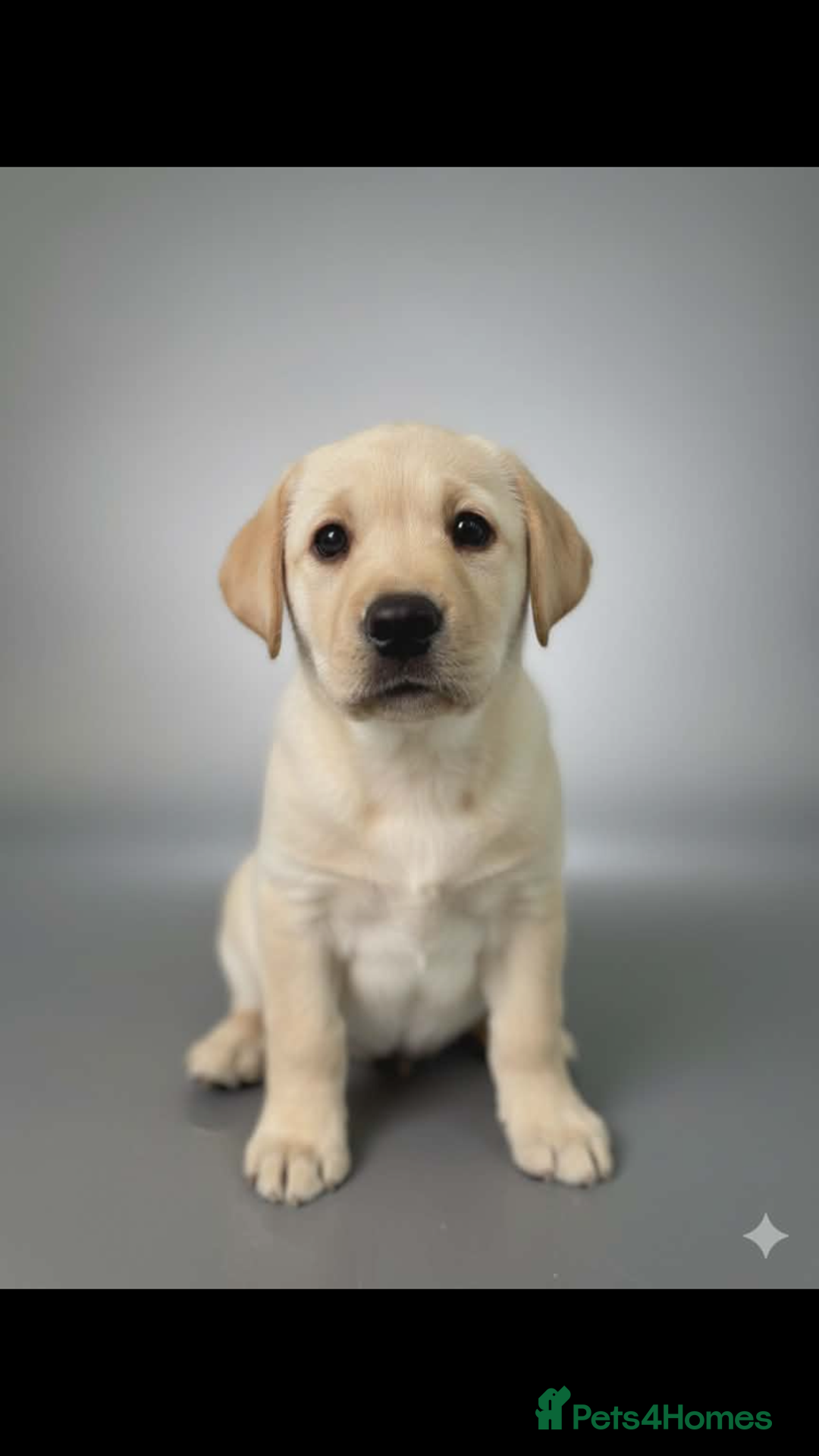 Labrador Retriever dogs for sale: Stunning Yellow Puppies - Advert 7