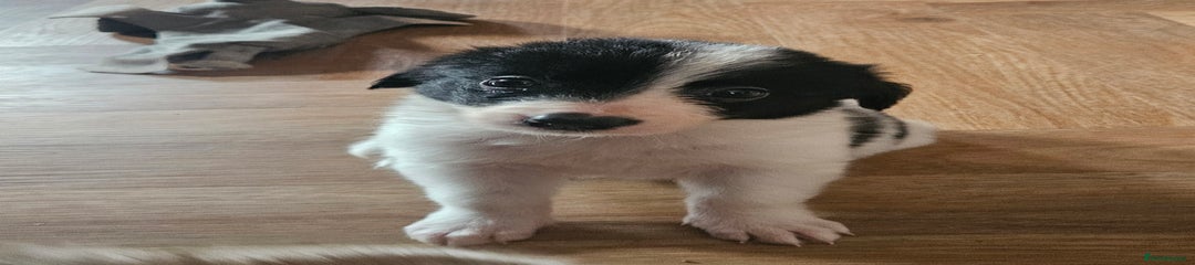 Border Collie Puppy 3