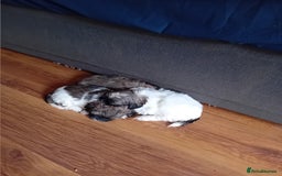 Shih Tzu dogs for sale: 6 Shih tzu puppies for sale - Image 2