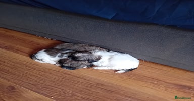 Shih Tzu dogs - Advert 16