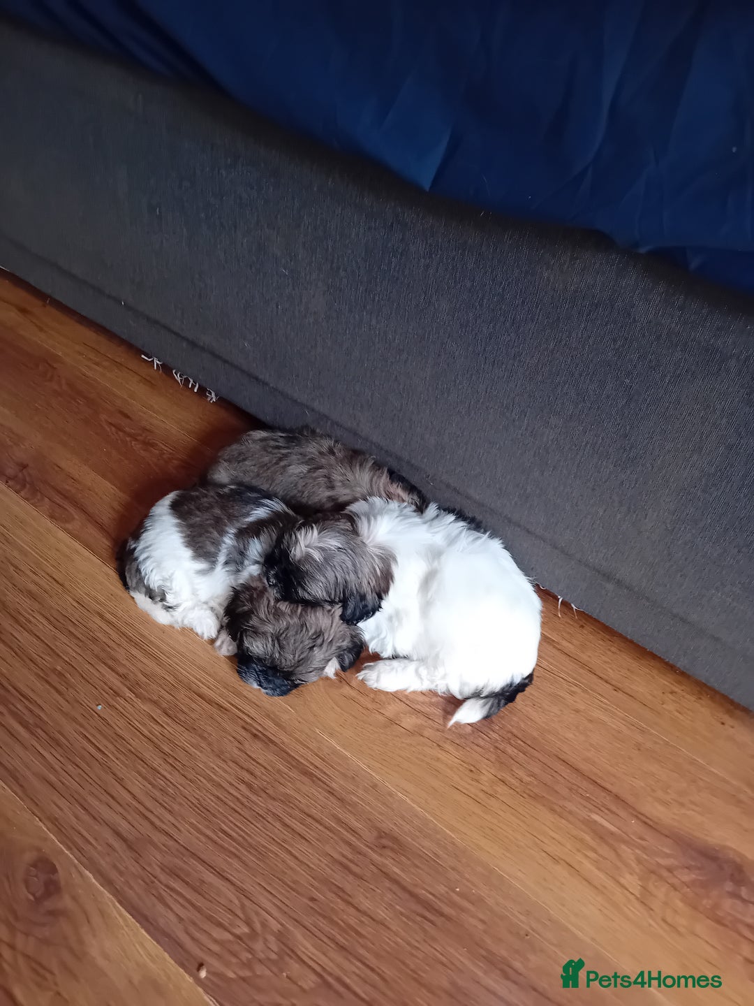Shih Tzu dogs for sale: 6 Shih tzu puppies for sale - Image 2