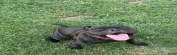 Staffordshire Bull Terrier dogs for sale: KC Reg/DNA Clear Brindle Staffordshire Puppies. - Advert 39