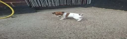 Jack Russell dogs for sale: Jack Russell pups for sale  in Bury - Advert 5