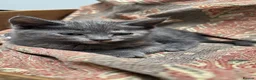Mixed Breed cats for sale: Kittens  in Bradford - Advert 6