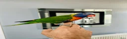 Parrots birds for sale: Rainbow Lorikeet + cage & food - Advert 1
