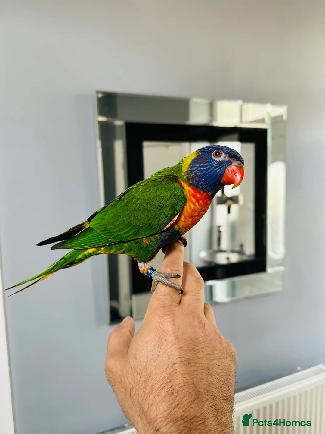 Parrots birds for sale: Rainbow Lorikeet + cage & food - Advert 1