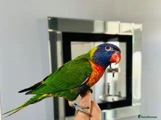 Parrots birds Rainbow Lorikeet + cage & food - Advert 10