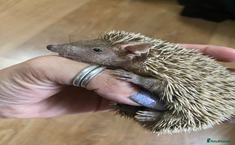 Pygmy Hedgehog rodents - Advert 1