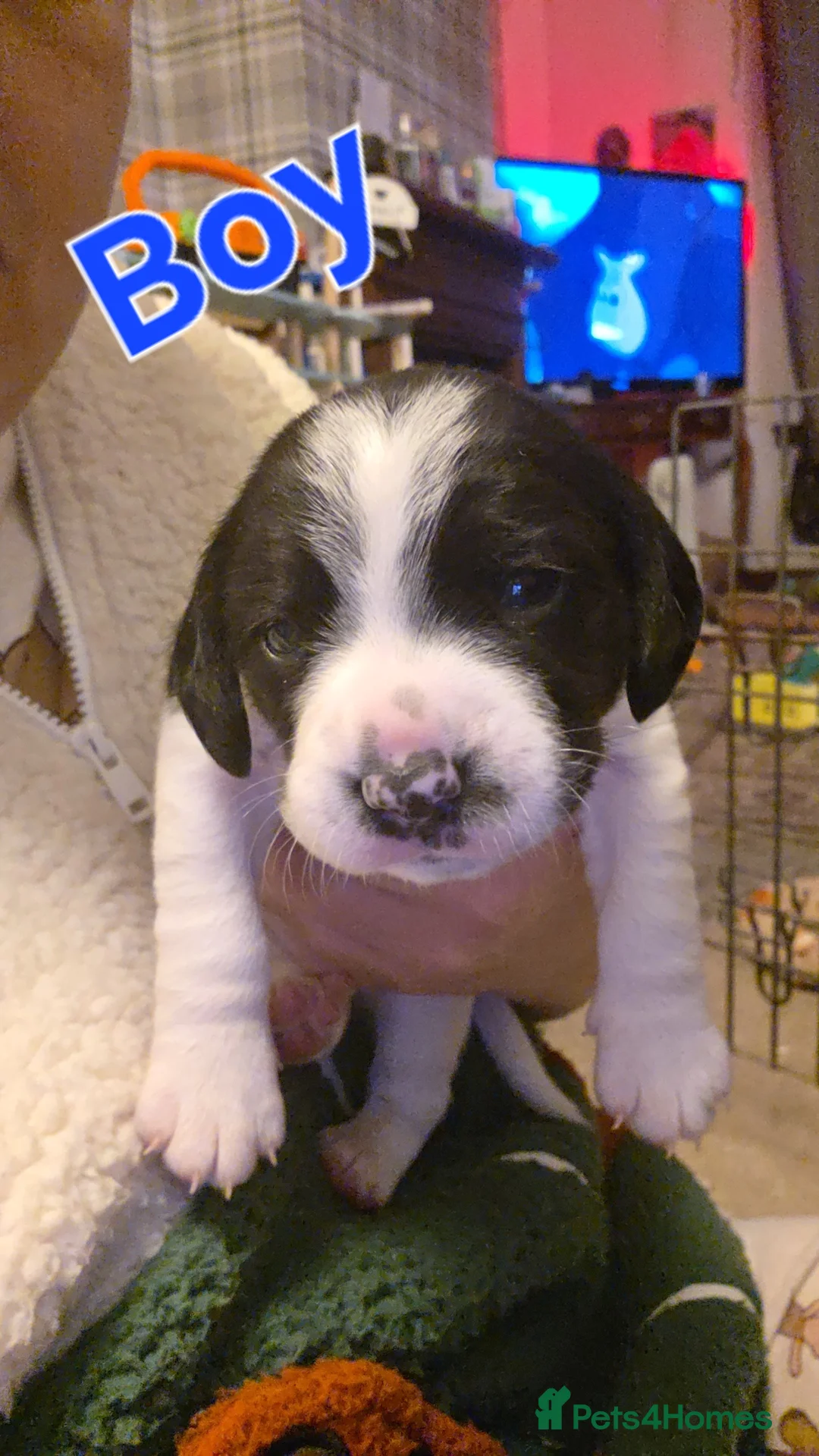 Mixed Breed dogs for sale: Spreagle puppies - Advert 5