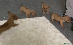 Mixed Breed dogs for sale: jack russell x daschound puppies  - Image 3