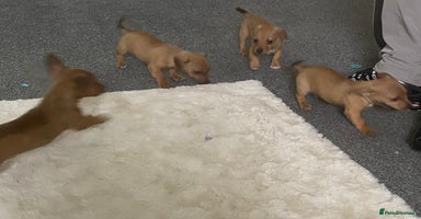 Mixed Breed dogs - Advert 11