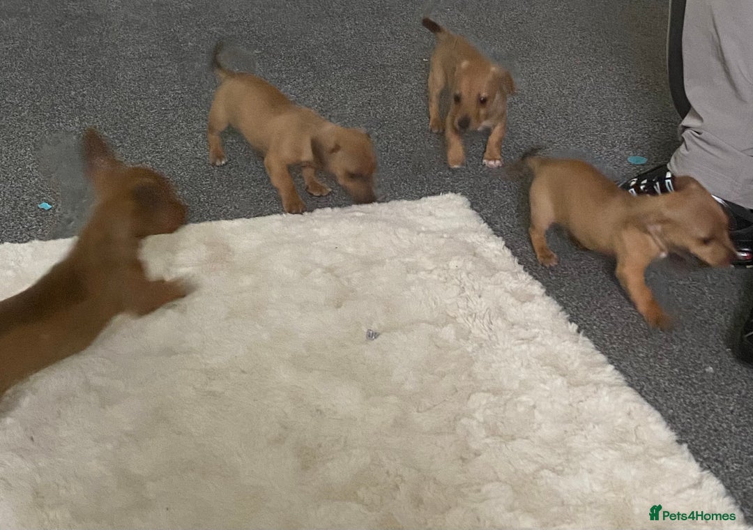 Mixed Breed dogs for sale: jack russell x daschound puppies  - Image 3