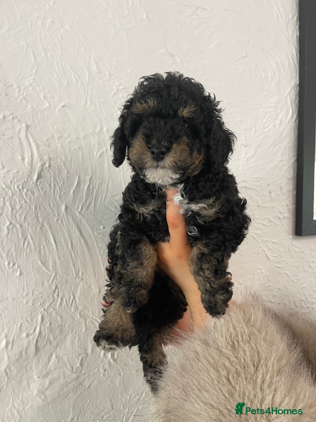 Toy Poodle dogs for sale: KC toy poodle puppies - Image 9