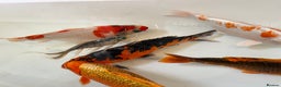 Koi Carp fish for sale: 16”-18” Koi for sale. - Advert 5
