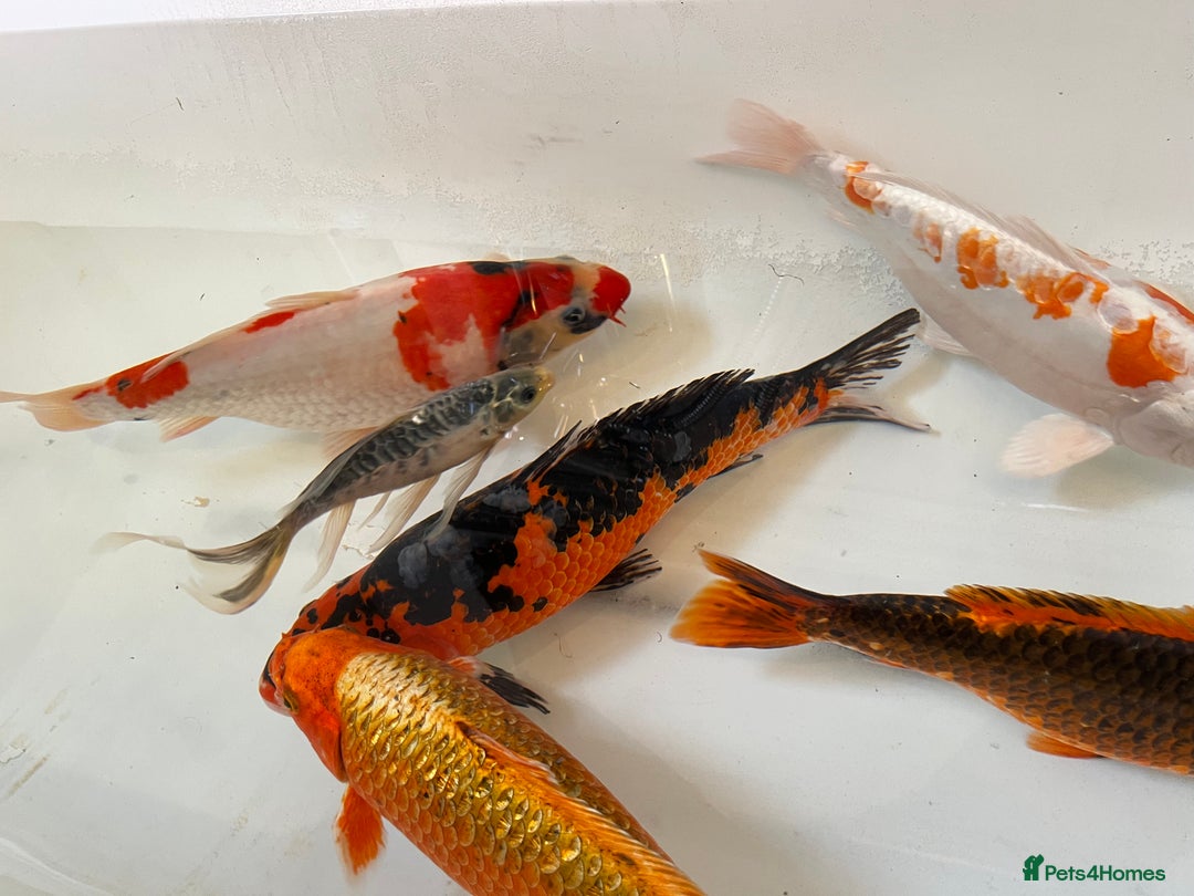 Koi Carp fish for sale: 16”-18” Koi for sale. - Advert 5