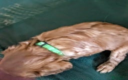 Cavalier King Charles Spaniel dogs for sale: Stunning Deep Ruby Cavalier king Charles puppies  - Image 20
