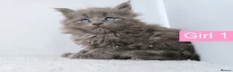 Maine Coon cats for sale: DNA health tested Maine coon kittens  - Advert 19