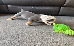 English Bulldog dogs for sale: 8 week old beautiful English Bulldog - Advert 5