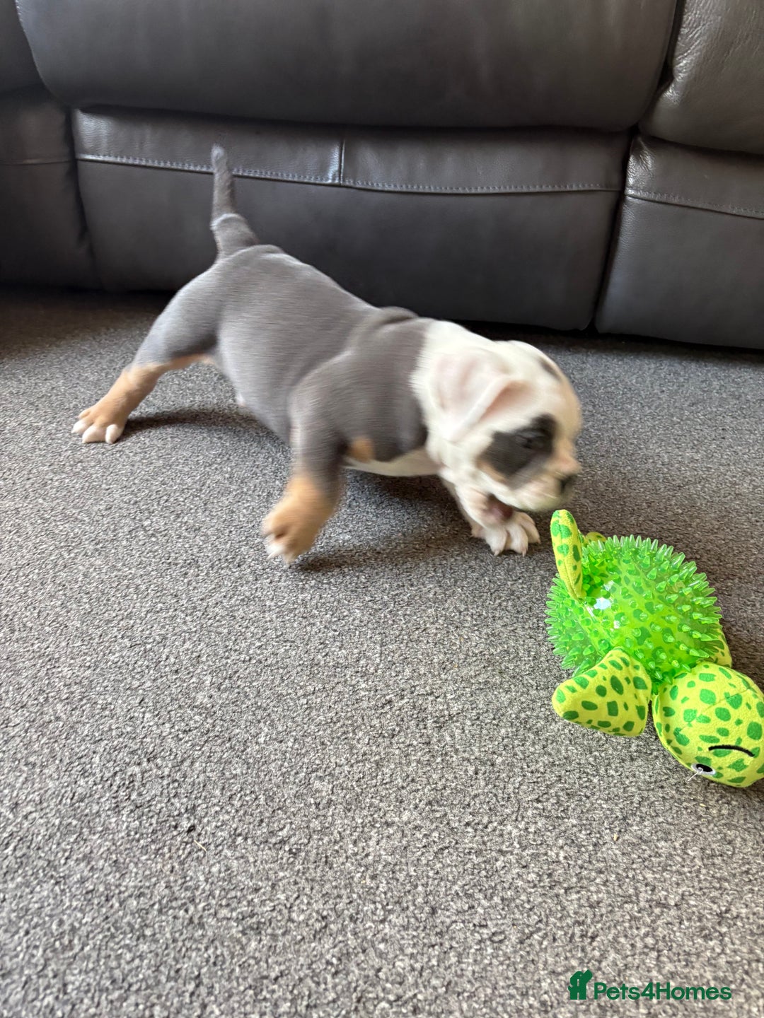 English Bulldog dogs for sale: 8 week old beautiful English Bulldog - Advert 5